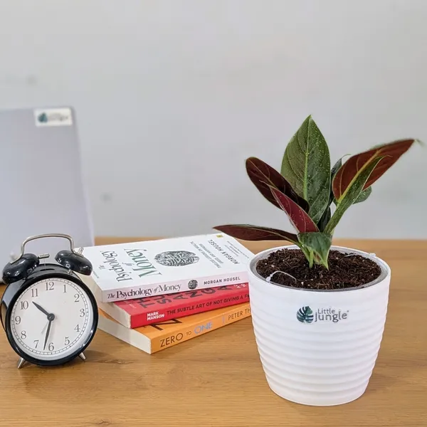 Philodendron_Subhastatum,_With_White_Decor_Plant