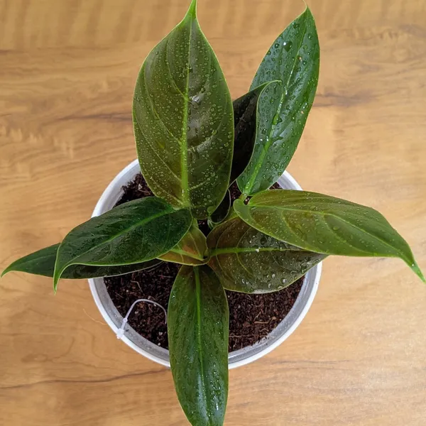Philodendron_Subhastatum,_With_White_Decor_Plant