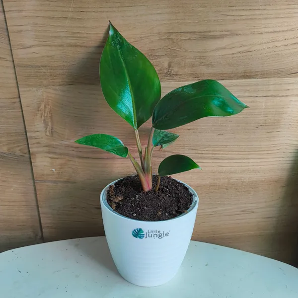 Philodendron_Congo_Rojo,_With_White_Decor_Plant