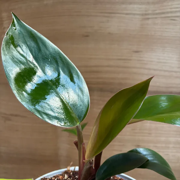 Philodendron_Congo_Rojo,_With_White_Decor_Plant