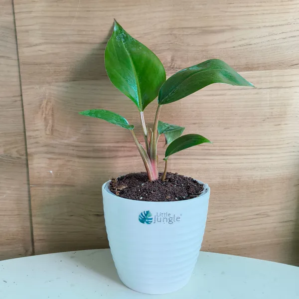 Philodendron_Congo_Rojo,_With_White_Decor_Plant