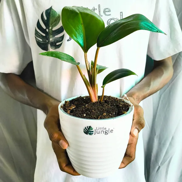 Philodendron_Congo_Rojo,_With_White_Decor_Plant
