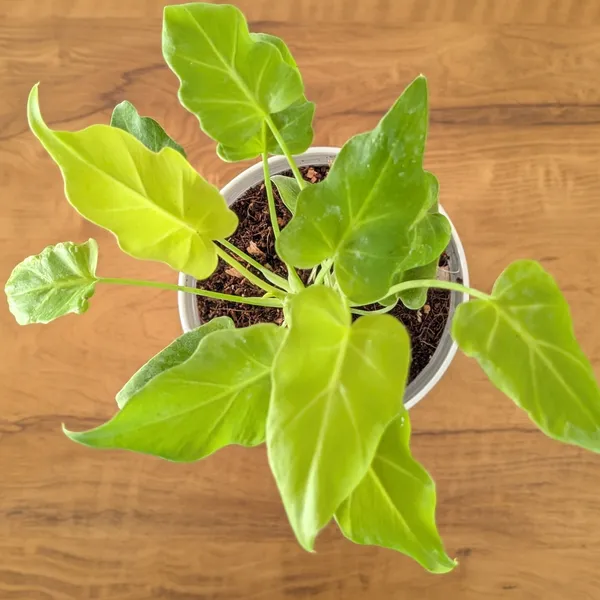 Philodendron_Golden_Xanadu,_With_White_Decor_Plant