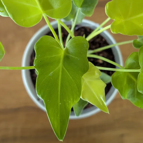 Philodendron_Golden_Xanadu,_With_White_Decor_Plant