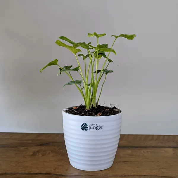 Philodendron_Golden_Xanadu,_With_White_Decor_Plant