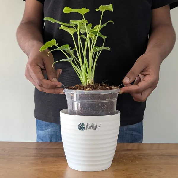 Philodendron_Golden_Xanadu,_With_White_Decor_Plant