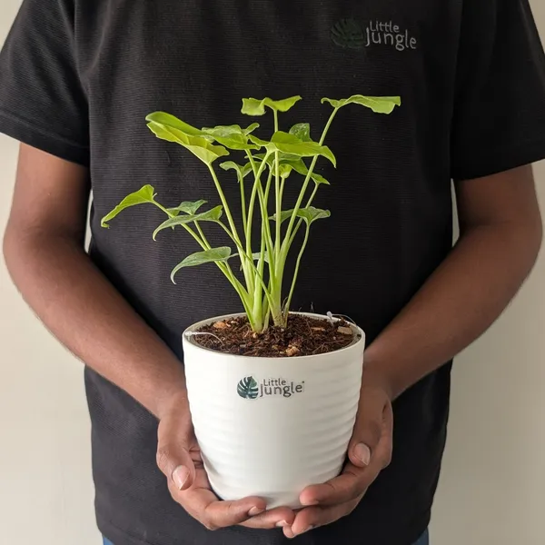 Philodendron_Golden_Xanadu,_With_White_Decor_Plant