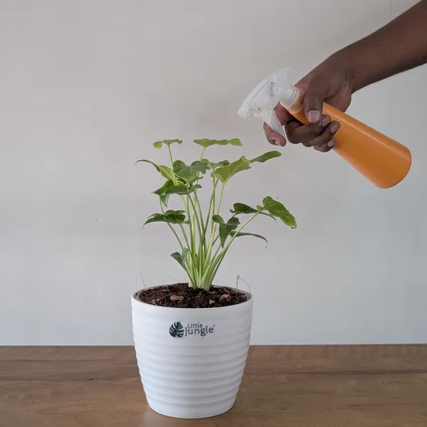 Philodendron_Golden_Xanadu,_With_White_Decor_Plant