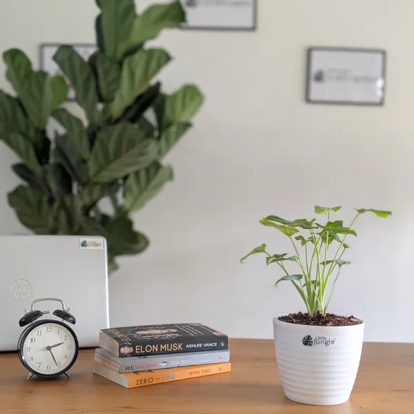 Philodendron_Golden_Xanadu,_With_White_Decor_Plant