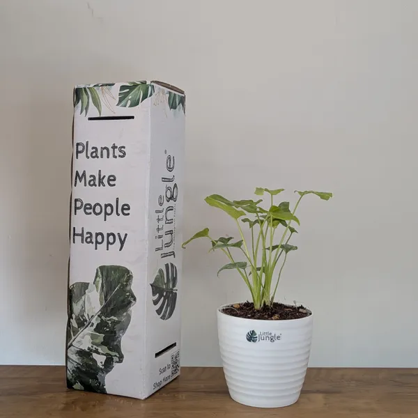Philodendron_Golden_Xanadu,_With_White_Decor_Plant