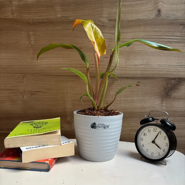 Philodendron_Orange_Marmalade,_With_White_Decor_Plant