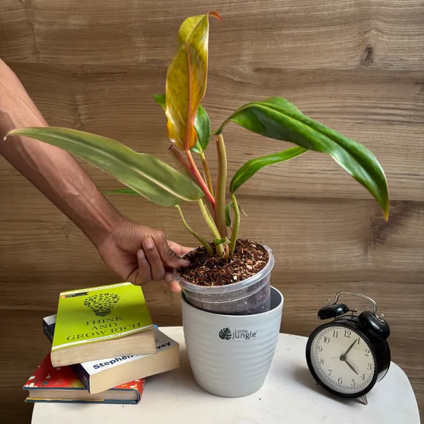 Philodendron_Orange_Marmalade,_With_White_Decor_Plant