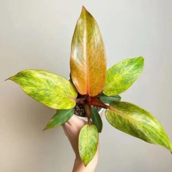 Philodendron_Orange_Marmalade,_With_White_Decor_Plant