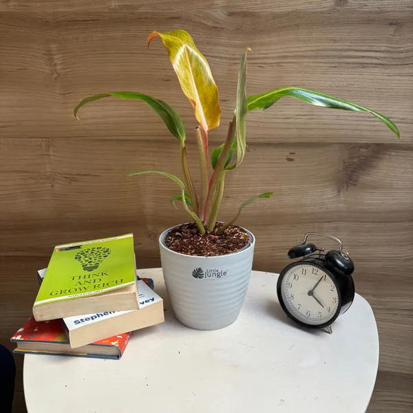 Philodendron_Orange_Marmalade,_With_White_Decor_Plant