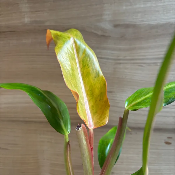 Philodendron_Orange_Marmalade,_With_White_Decor_Plant