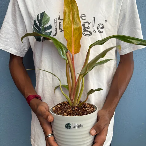 Philodendron_Orange_Marmalade,_With_White_Decor_Plant