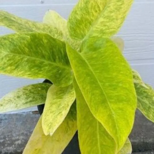 Philodendron_Calkins_Gold,_With_White_Decor_Plant