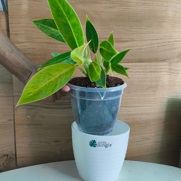Philodendron_Calkins_Gold,_With_White_Decor_Plant
