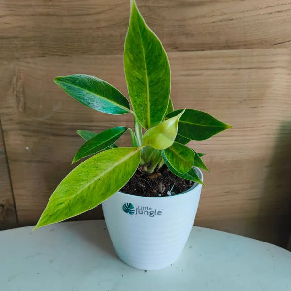 Philodendron_Calkins_Gold,_With_White_Decor_Plant
