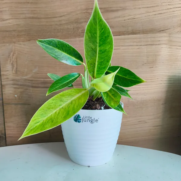 Philodendron_Calkins_Gold,_With_White_Decor_Plant