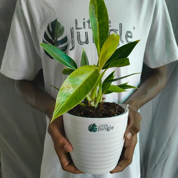 Philodendron_Calkins_Gold,_With_White_Decor_Plant