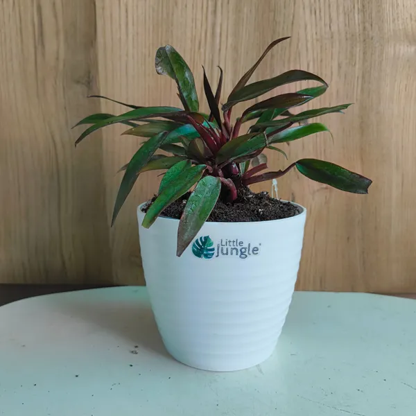Philodendron_Black_Majesty,_With_White_Decor_Plant