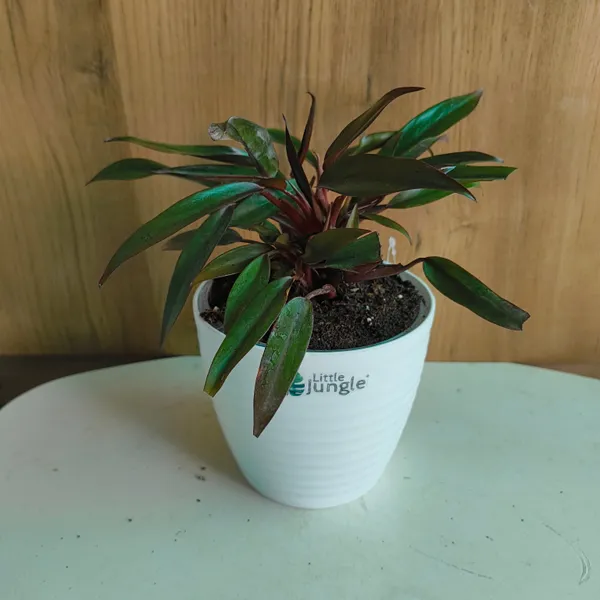 Philodendron_Black_Majesty,_With_White_Decor_Plant