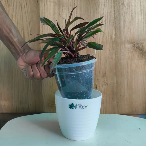 Philodendron_Black_Majesty,_With_White_Decor_Plant