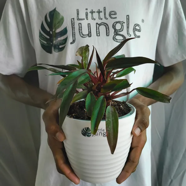 Philodendron_Black_Majesty,_With_White_Decor_Plant