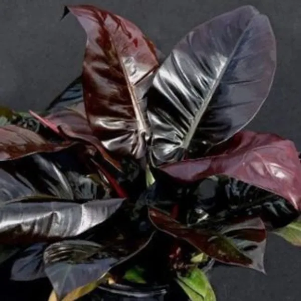Philodendron_Black_Cardinal,_With_White_Decor_Plant
