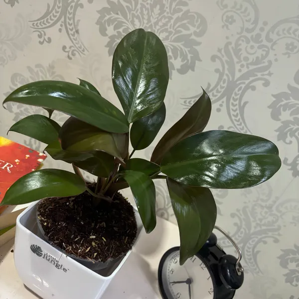Philodendron_Black_Cardinal,_With_White_Decor_Plant
