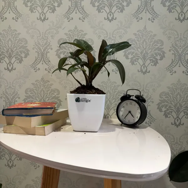 Philodendron_Black_Cardinal,_With_White_Decor_Plant