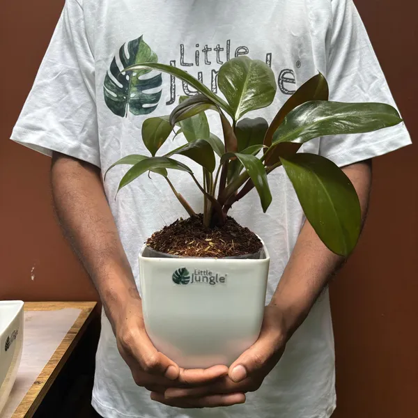 Philodendron_Black_Cardinal,_With_White_Decor_Plant