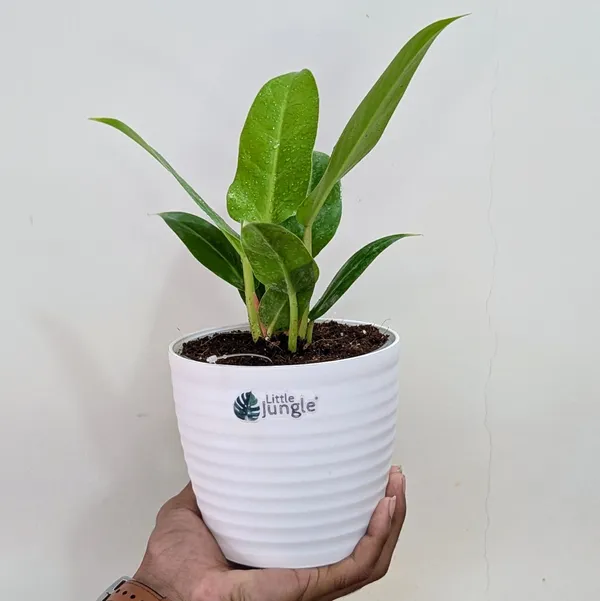 Philodendron_Melononii_Gold,_With_White_Decor_Plant