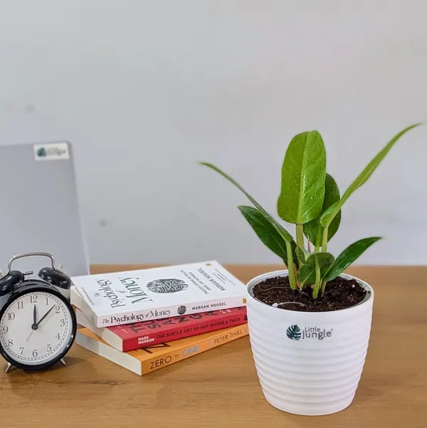 Philodendron_Melononii_Gold,_With_White_Decor_Plant