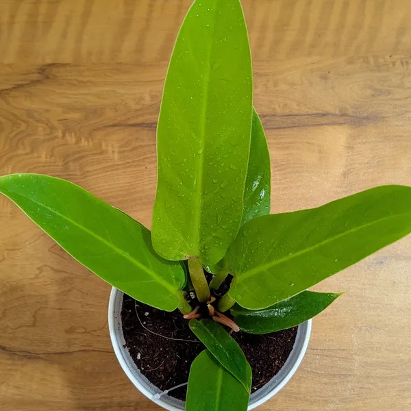 Philodendron_Melononii_Gold,_With_White_Decor_Plant