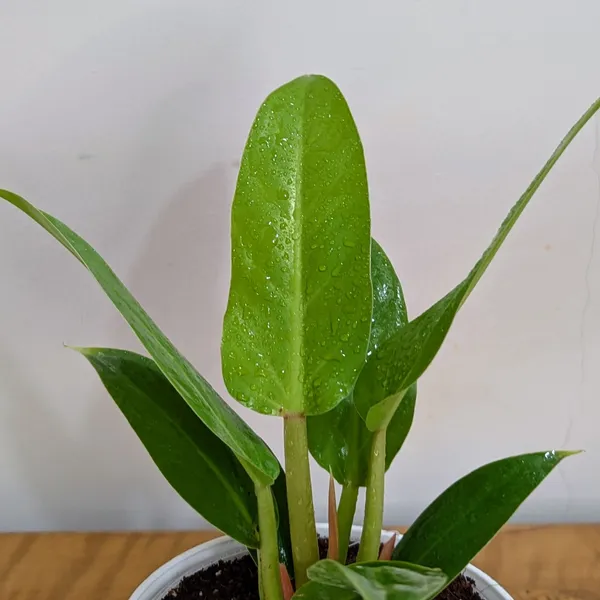 Philodendron_Melononii_Gold,_With_White_Decor_Plant
