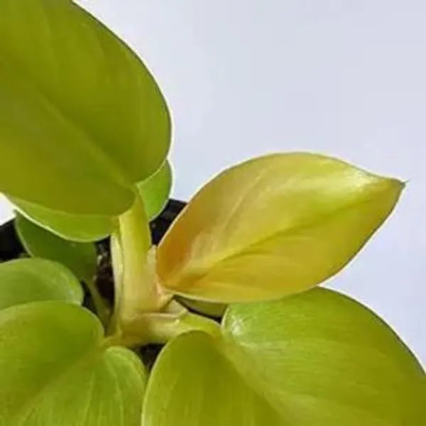 Philodendron_Melononii_Gold,_With_White_Decor_Plant