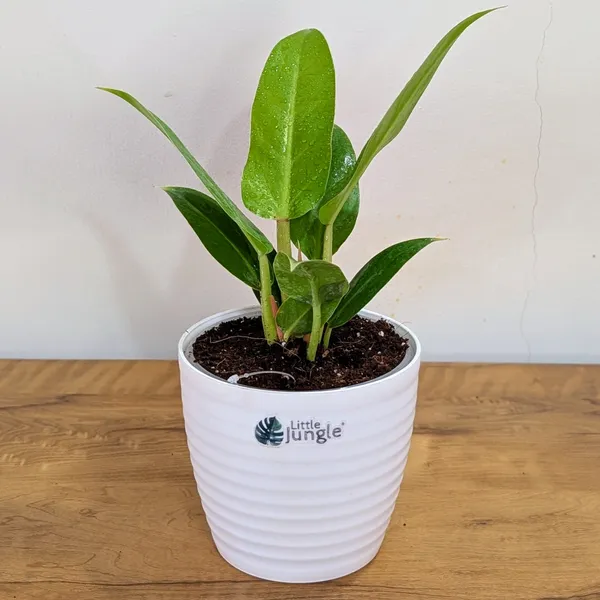 Philodendron_Melononii_Gold,_With_White_Decor_Plant