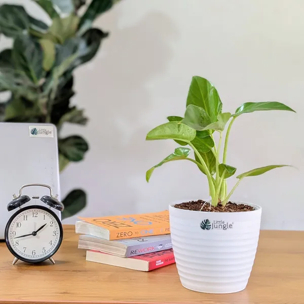 Philodendrons_Giganteum,_With_White_Decor_Plant