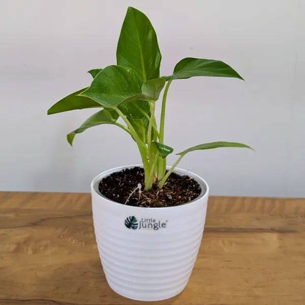 Philodendrons_Giganteum,_With_White_Decor_Plant