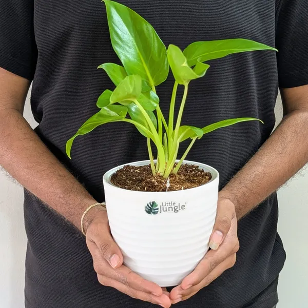 Philodendrons_Giganteum,_With_White_Decor_Plant