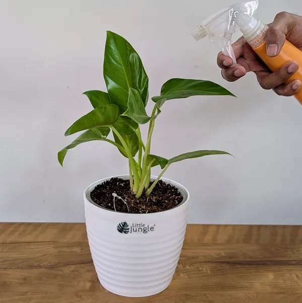 Philodendrons_Giganteum,_With_White_Decor_Plant