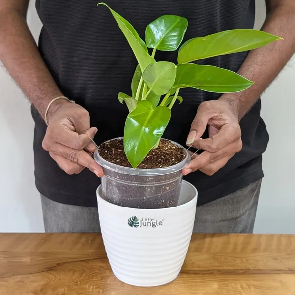 Philodendrons_Giganteum,_With_White_Decor_Plant