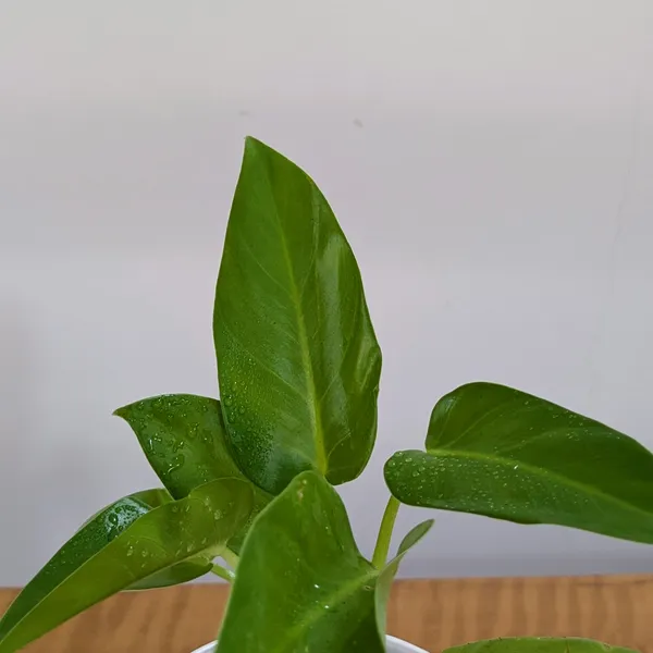 Philodendrons_Giganteum,_With_White_Decor_Plant