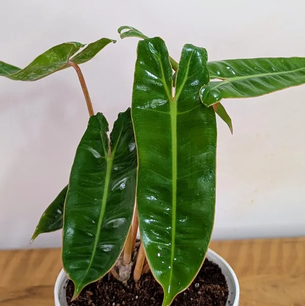 Philodendron_Billietiae,_With_White_Decor_Pot