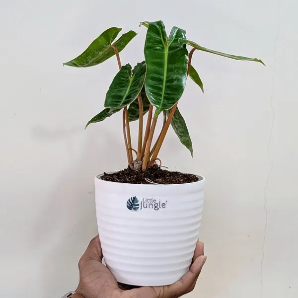 Philodendron_Billietiae,_With_White_Decor_Pot