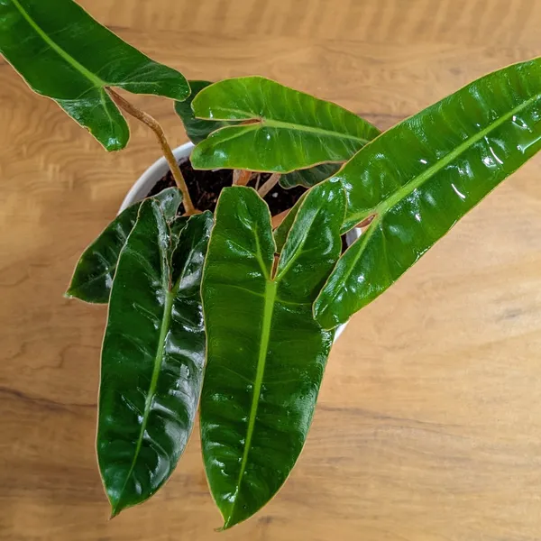 Philodendron_Billietiae,_With_White_Decor_Pot