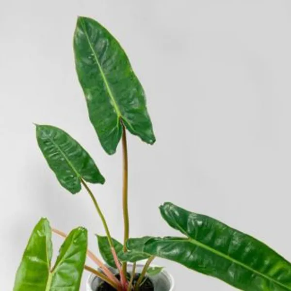 Philodendron_Billietiae,_With_White_Decor_Pot