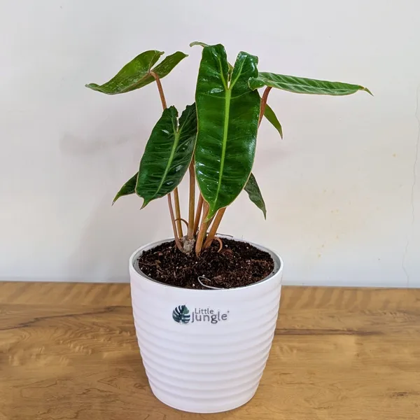 Philodendron_Billietiae,_With_White_Decor_Pot